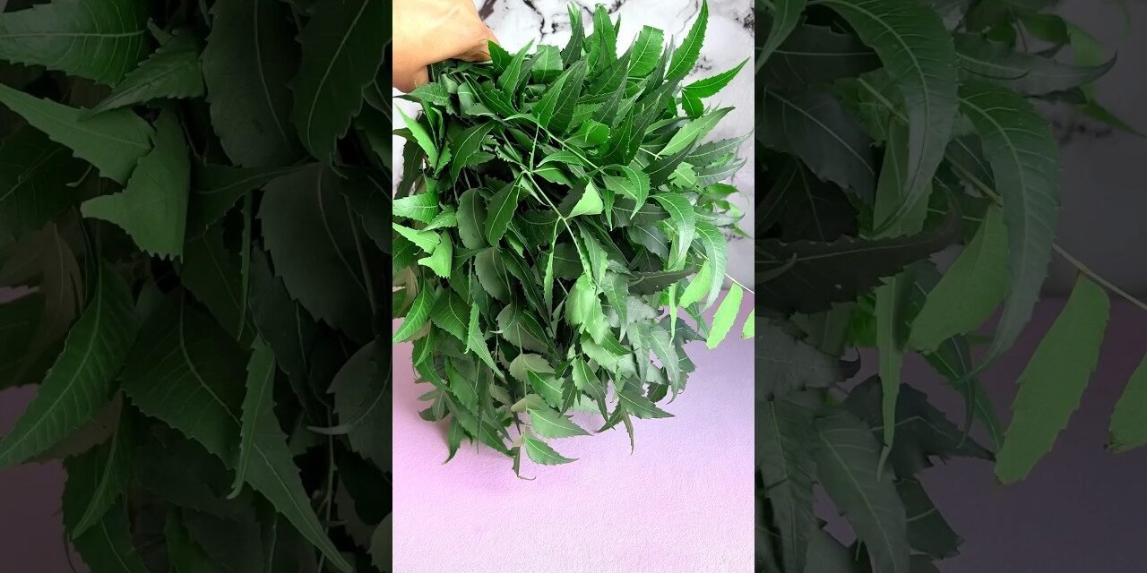 pure Neem powder #anti pimples  acne face pack #clean & clear skin # shorts #ytshorts #neem powder #