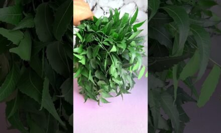 pure Neem powder #anti pimples  acne face pack #clean & clear skin # shorts #ytshorts #neem powder #