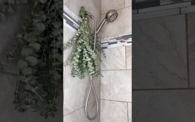 benefits of eucalyptus in shower #shorts #eucalyptus #showerthoughts #spa #selfcare #wellness
